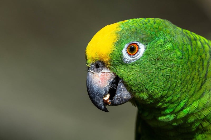 Amazon Rainforest